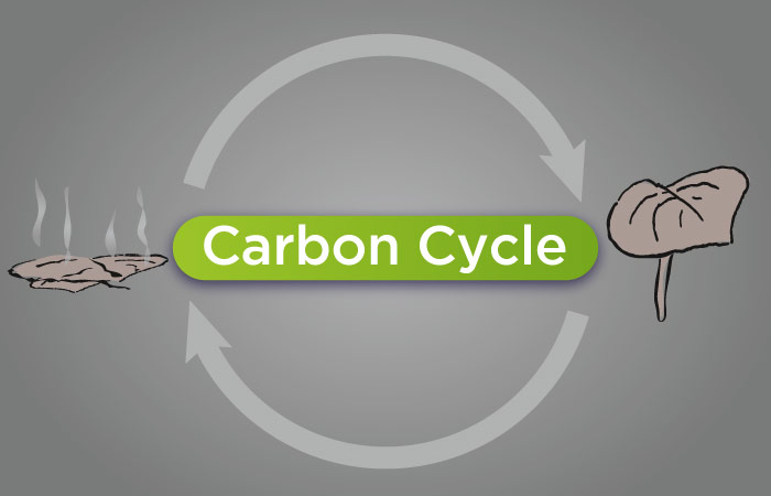 Carbon Cycle